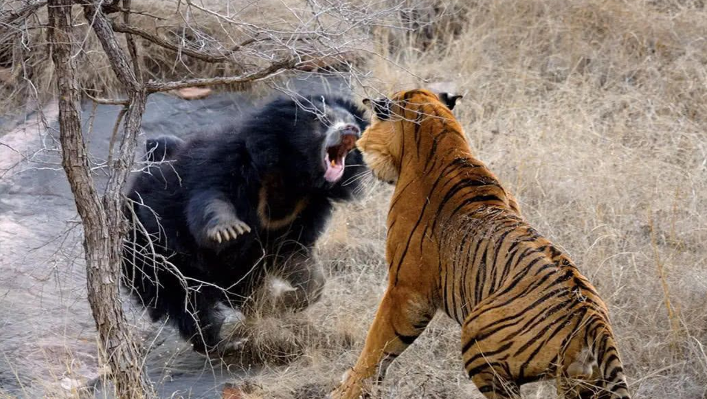 日本棕熊vs老虎谁厉害